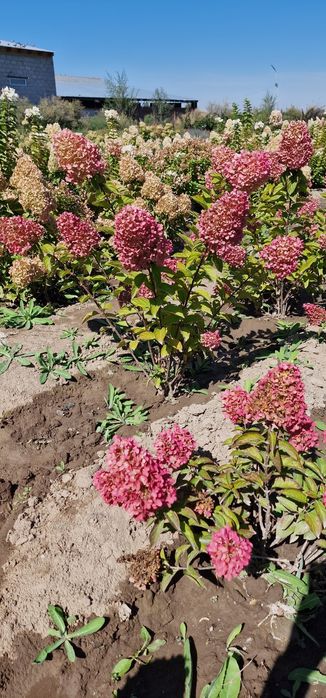 Гортензии в алмате от 2000тг