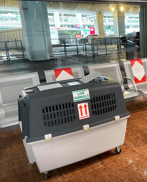 GULLIVER Transport Caini cu Avionul,  IATA