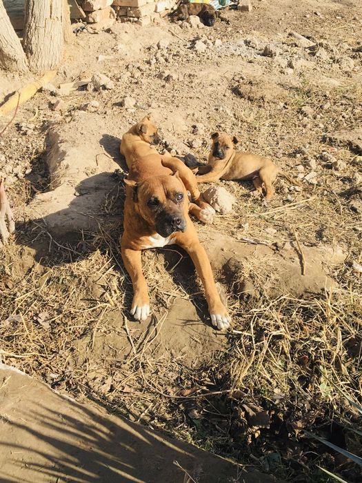 Stafasher zotlik it sotiladi