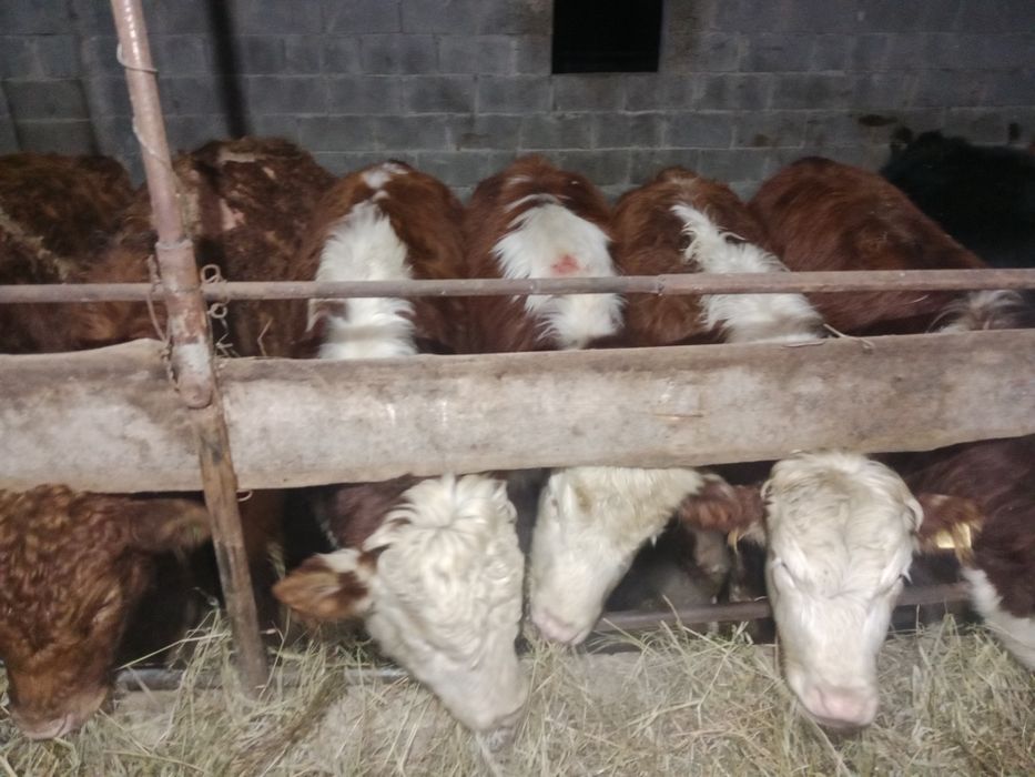 Продам 24 головы бычков