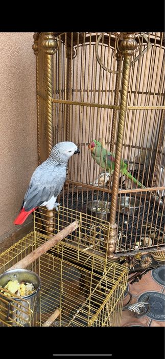 Жако сотилади  колцолари бор.&!
