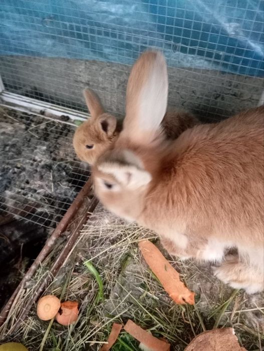 Онабола кийон зотдор