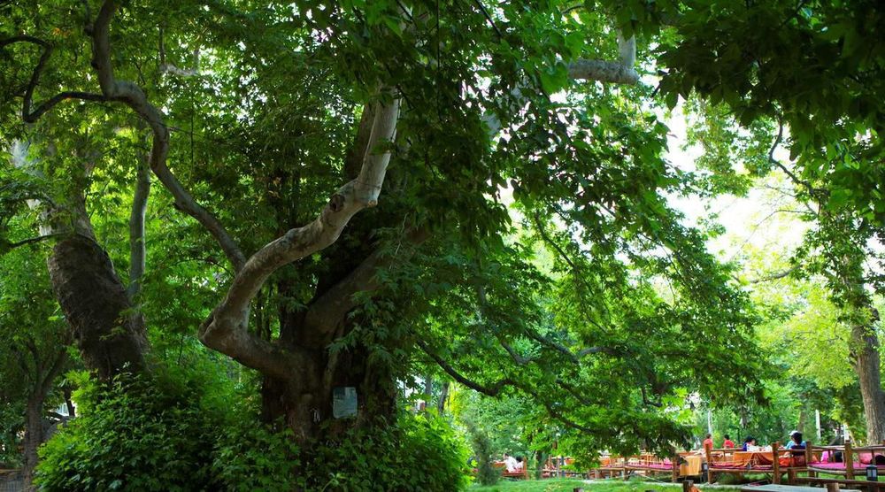 Продается загородный ресторан Чинарас