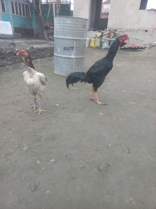 Дакан хороз ва макйони сотилади ёки алиштираман хашики макёнларга