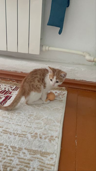 Отдам в добрые руки котенка . Пол: мальчик.