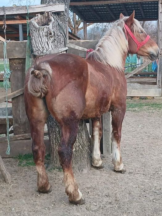 Iapa si mnz de vanzare