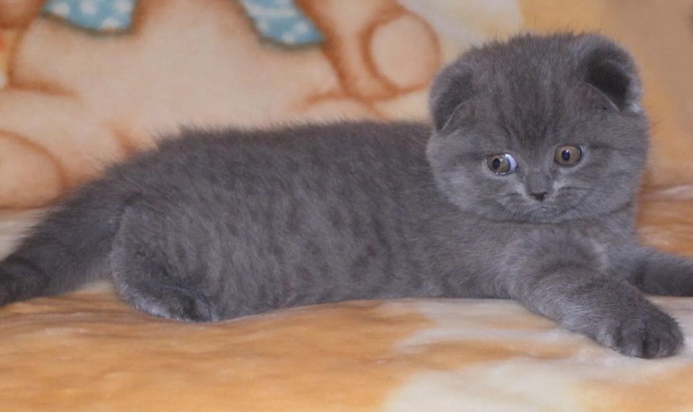 Шотландские котята шоу класса