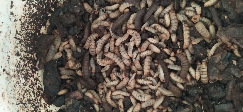 корм для птиц,рыб,рептилий,грызунов и др.