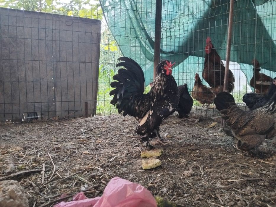 Yaponcha tavuqlar sotiladi