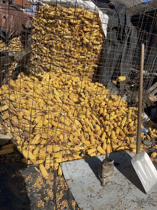 Vand porumb recent sfarmat