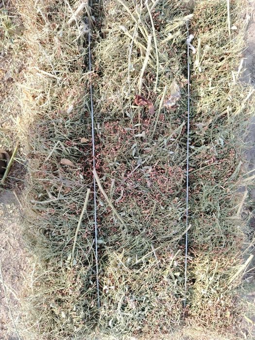 Yantoq kip sotiladi 500 kip bor