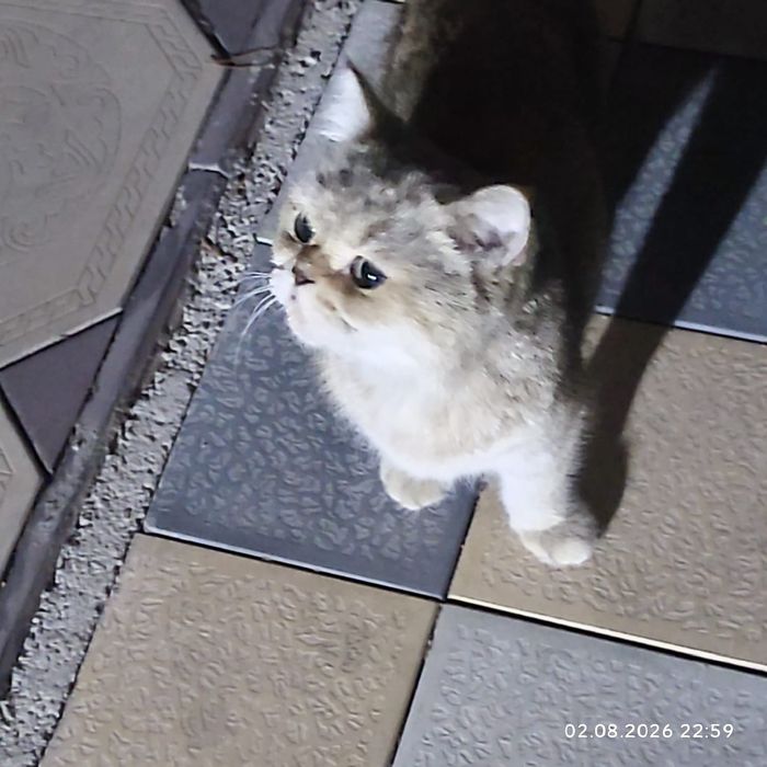 Ищет дом очаровательная кошечка!