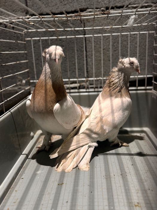 Мардини две двойки