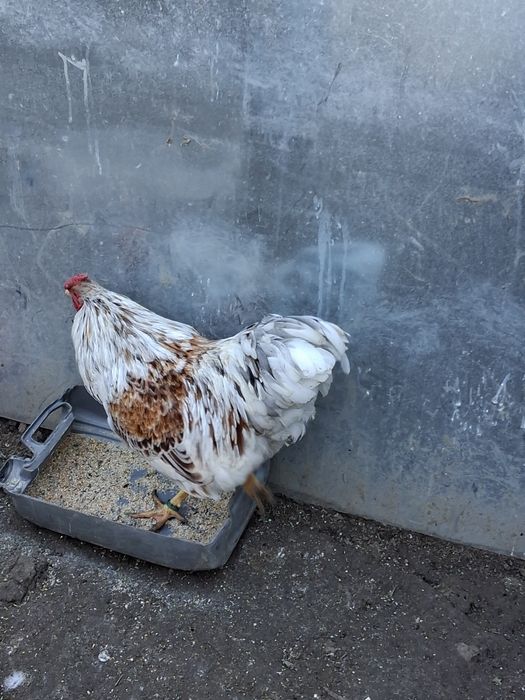 Vând oua de incubat de la găinile din poza