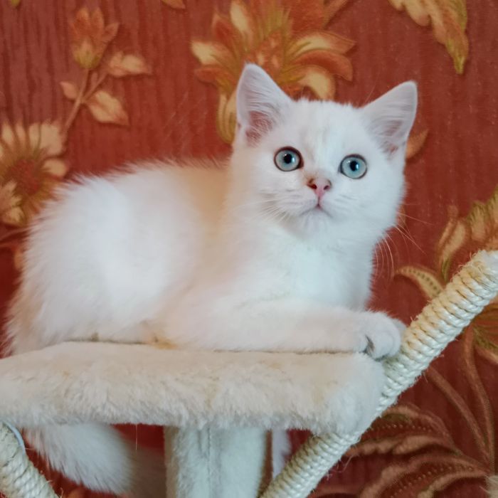 Поинт Скоттиш Страйт Хайленд мальчик