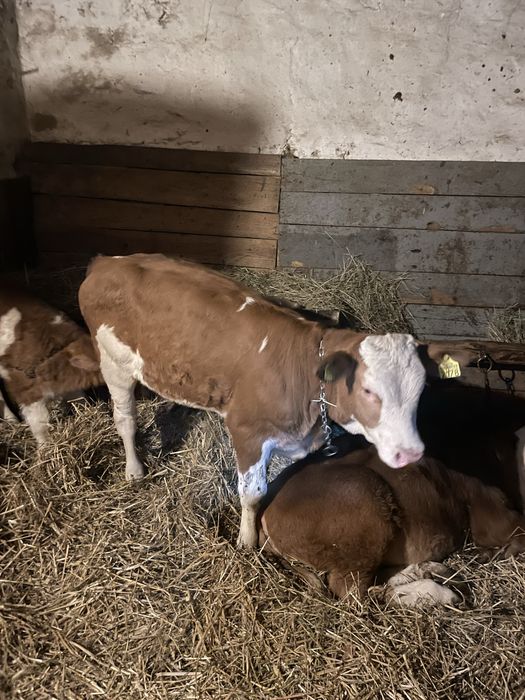 Vand 1 vitel si o vitea