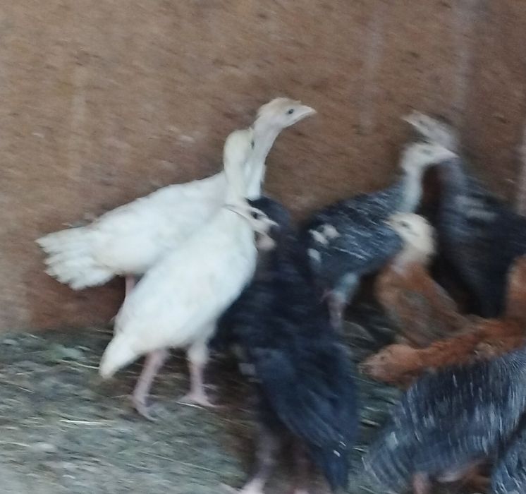 Продам индюшат 3 недели+