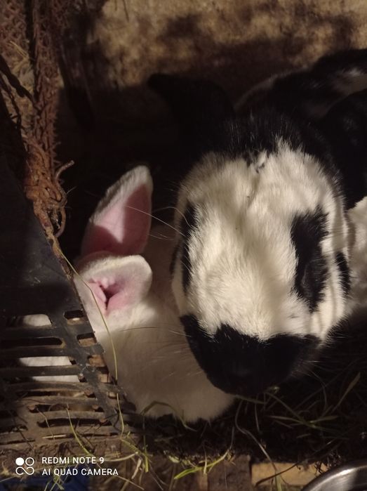 Iepuri de vinzare Brasov masculi maturi femele fluture german