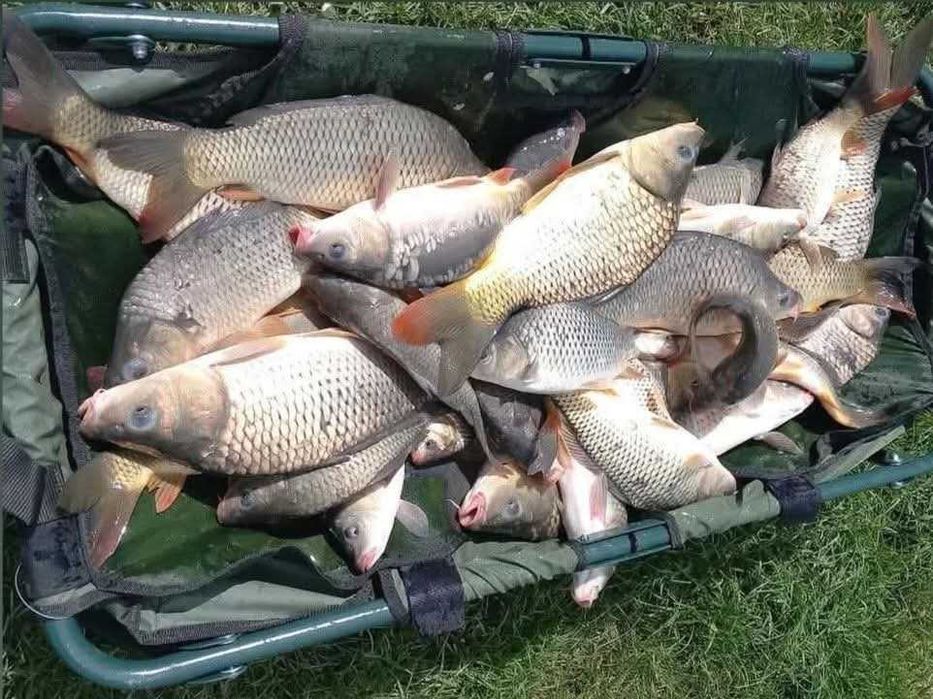 Vând puet de crap pentru populare balți