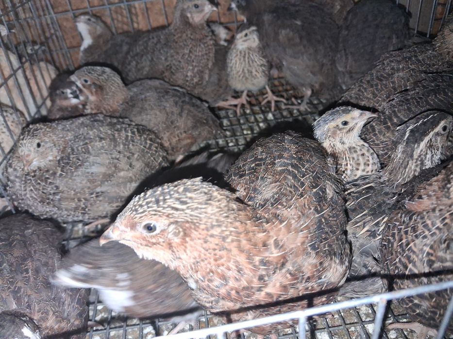 Prepelite preouătoare