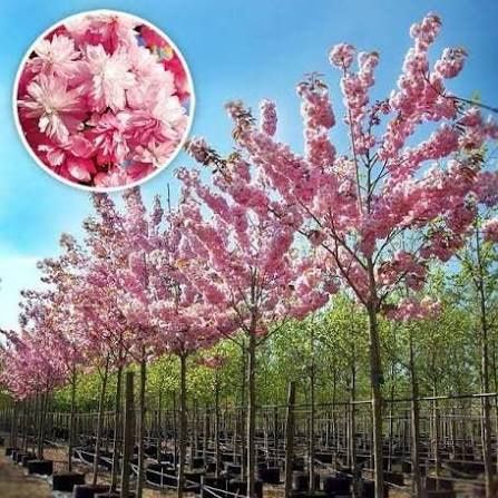 Cires Japonez Kanzan