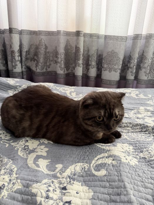 Продам шотландская вислоухая кошка, она же Scottish Fold.