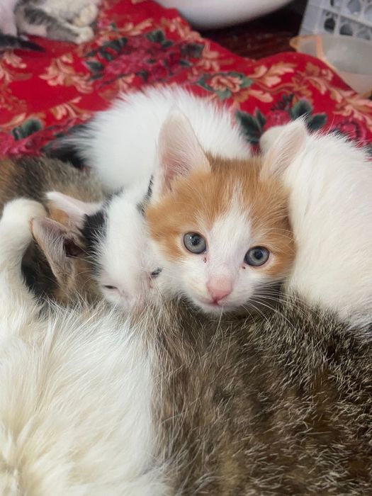 Котята в добрые руки !