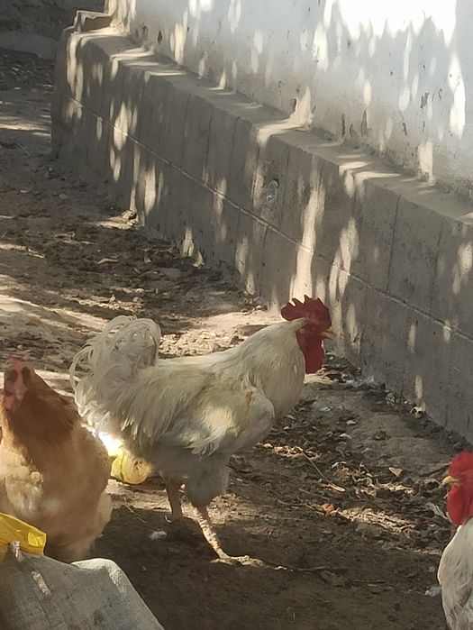 Продам петуха брама