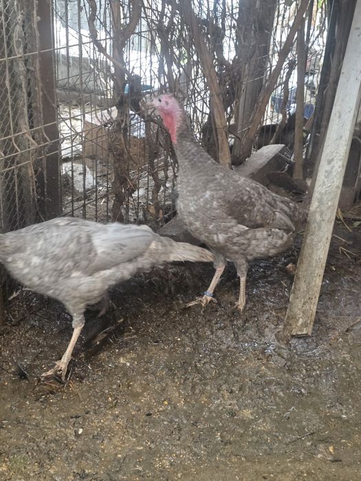 Ouă de la curci albastre și lavandă