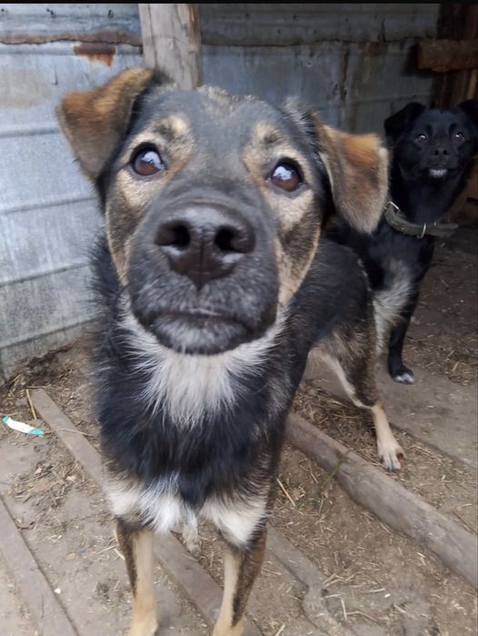 Мальчишки, 2 года. Кастрированы.