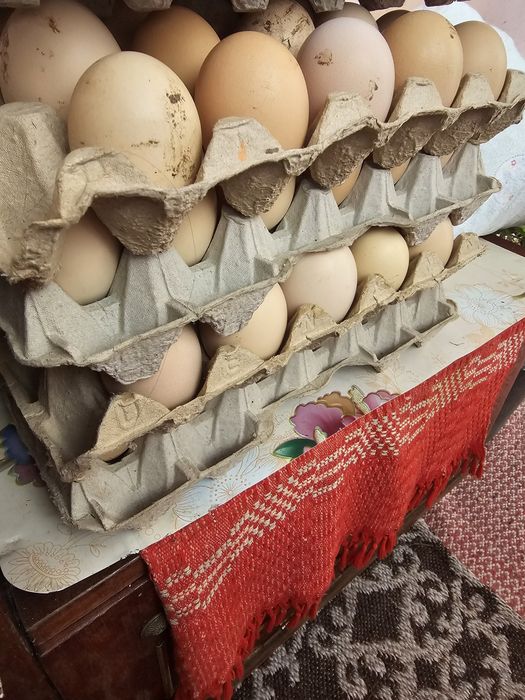 Ouă bio de la țară