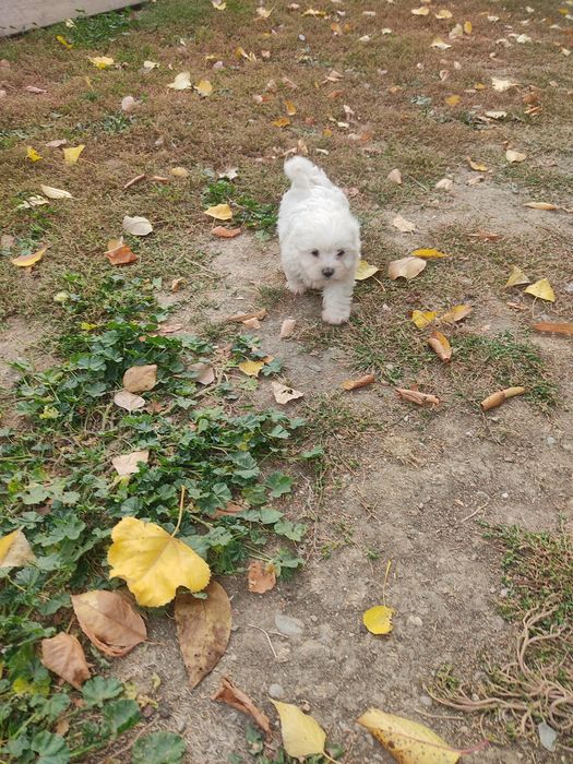 Bichon maltez talie mica