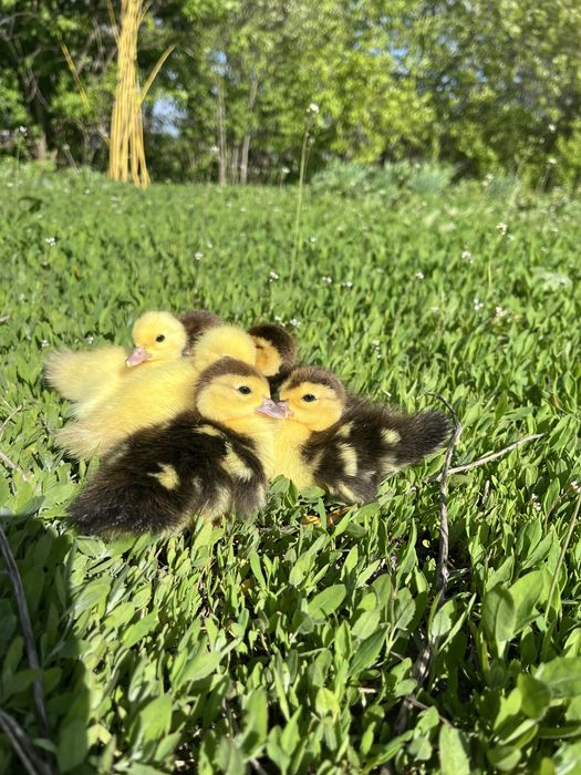 Vand boboci de o saptamana