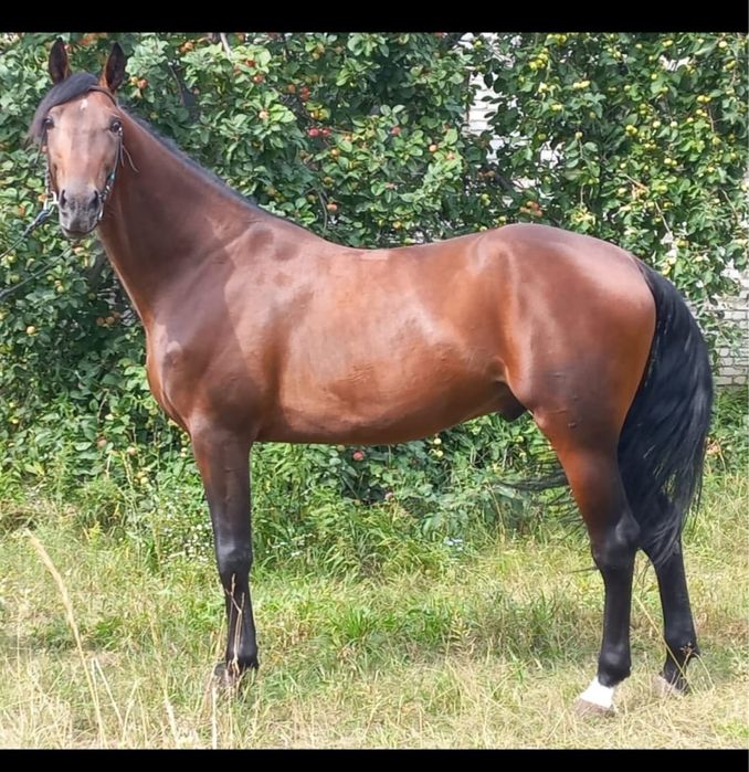 Продам жеребца французский рысак