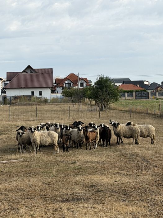 Miei de vanzare viu sau taiat