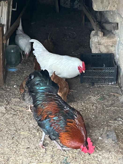 2 қораз 6тауық сатылады