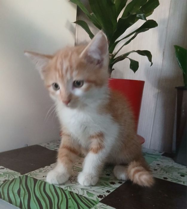 Пристраивается котёнок мальчик