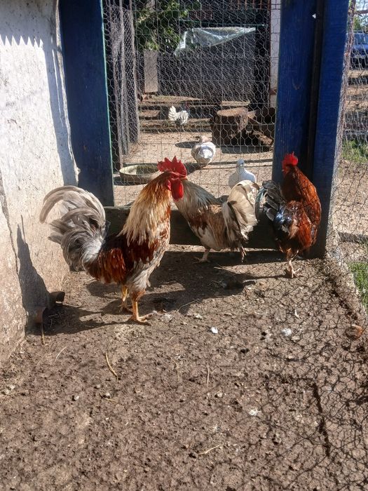 Cocoși rasă mixtă
