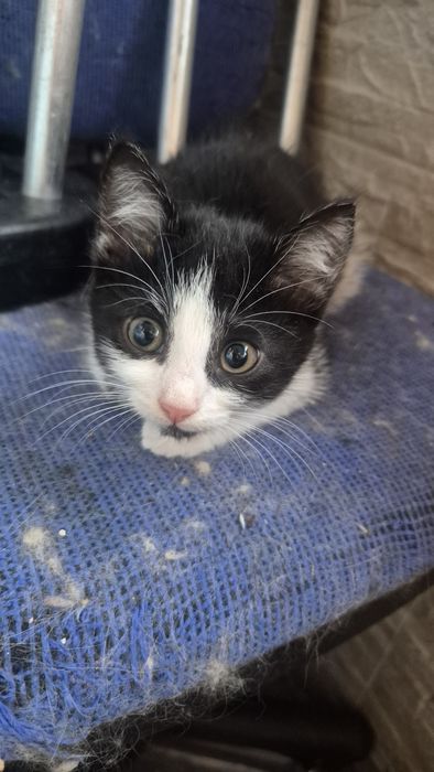 Подаряват се котенцата