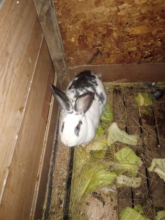 Продам самок великан