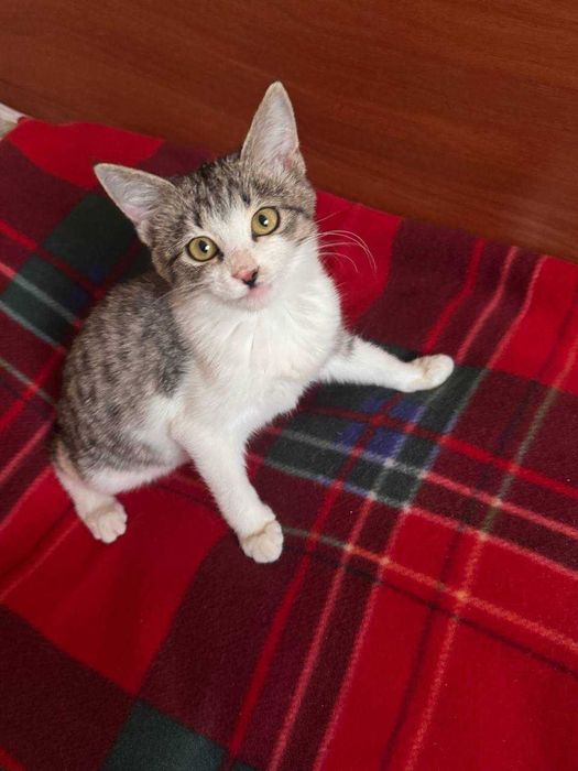 Котенок девочка 3 месяца. В добрые руки бесплатно