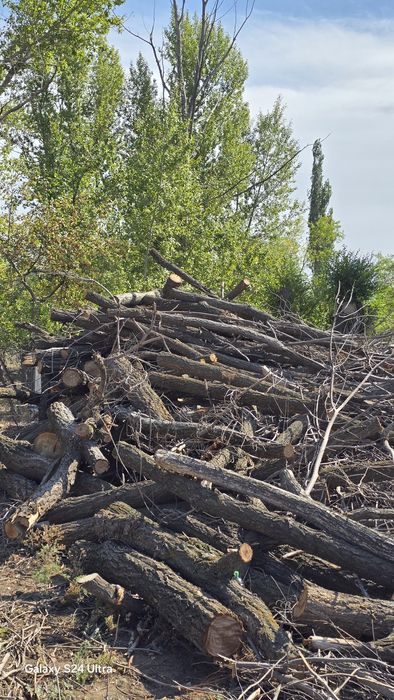 тегін құрғақ ағаш беріп жібереміз, өздеріңіз келіп алып кетесіздео