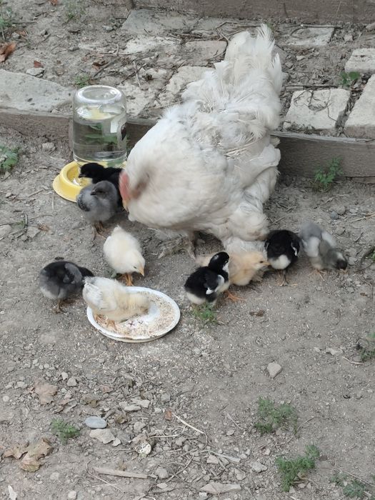 Курица с цыплятами