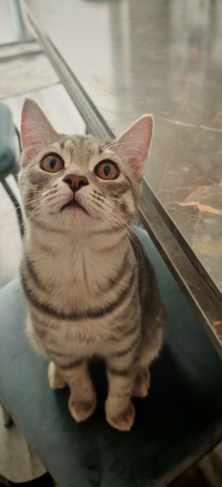 Кот. Очень ласковый.