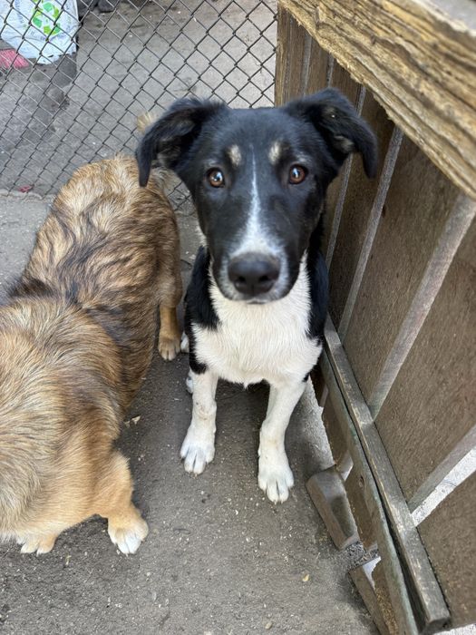 Подарявам кученца - Спешно търсят дом