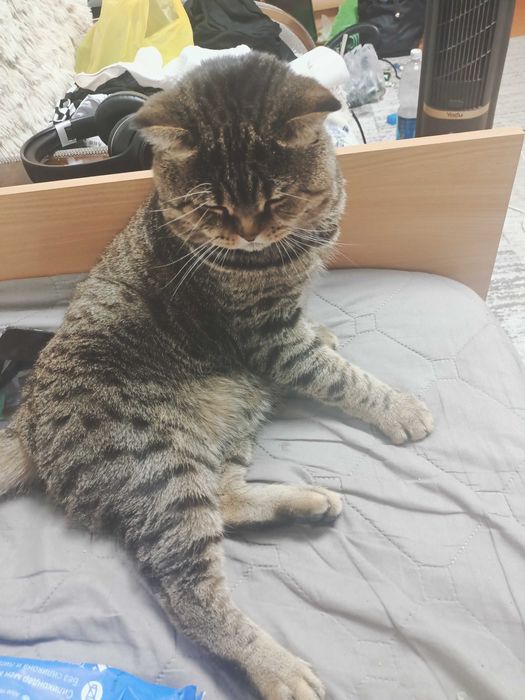 Отдам котика в добрые руки