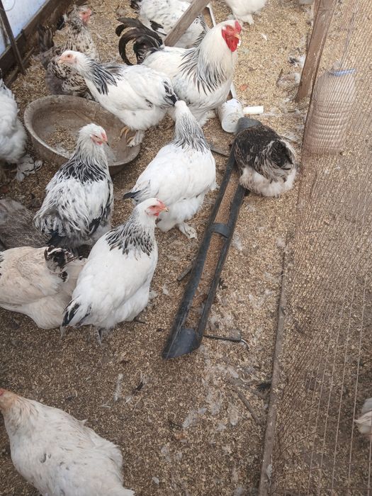 Продам петуха брама