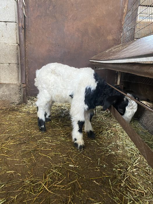 Баран коза козлы