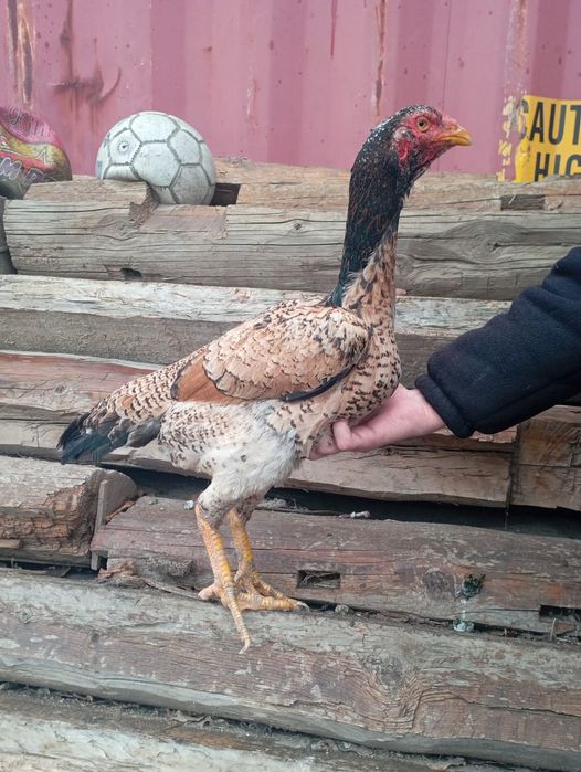 Дакан ннннннннннннн