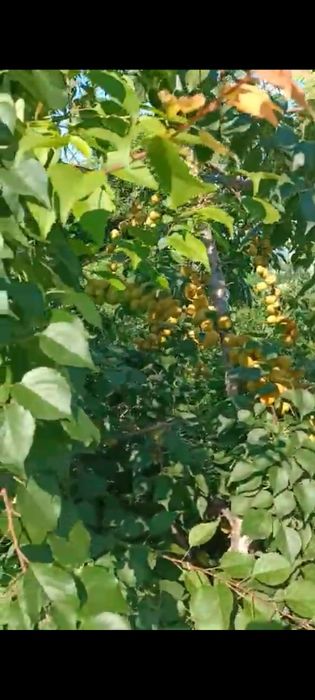 Продам саженцы абрикоса